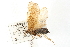  ( - 09JPTRI-010)  @11 [ ] CreativeCommons - Attribution (2010) Unspecified Centre for Biodiversity Genomics