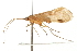  (Lenarchus fuscostramineus - 09JPTRI-036)  @13 [ ] CreativeCommons - Attribution (2010) Unspecified Centre for Biodiversity Genomics