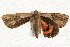  ( - JRLAA-029)  @13 [ ] CreativeCommons - Attribution (2009) Unspecified Centre for Biodiversity Genomics