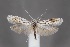  ( - CJSI24021)  @11 [ ] by-nc-sa (2024) J. Schmid Unspecified