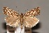  (Catoptria zermattensis - CJSI24030)  @11 [ ] by-nc-sa (2024) J. Schmid Unspecified