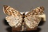  ( - CJSI24032)  @11 [ ] by-nc-sa (2024) J. Schmid Unspecified