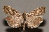  ( - CJSI24034)  @11 [ ] by-nc-sa (2024) J. Schmid Unspecified