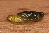  (Perizoma cf. incultaria - CJSI24079)  @11 [ ] by-nc-sa (2024) S. Birrer Unspecified
