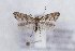  ( - CJSI 21007)  @11 [ ] by-nc-sa (2021) J. Schmid Unspecified