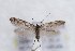  (Epermenia strictellus - CJSI 21009)  @11 [ ] by-nc-sa (2021) J. Schmid Unspecified