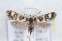  ( - CJSI 21028)  @11 [ ] by-nc-sa (2021) J. Schmid Unspecified