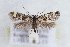  ( - CJSI 21029)  @11 [ ] by-nc-sa (2021) J. Schmid Unspecified