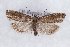  ( - CJSI 21048)  @11 [ ] by-nc-sa (2021) J. Schmid Unspecified