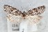  ( - CJSI 21068)  @11 [ ] by-nc-sa (2021) J. Schmid Unspecified