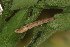 (Idaea cf. deversaria - CJSI 21078)  @11 [ ] by-nc-sa (2021) J. Schmid Unspecified