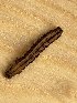  (Epirrhoe cf. tristata - CJSI 21080)  @11 [ ] by-nc-sa (2021) J. Schmid Unspecified