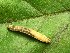  (Epirrhoe cf. molluginata - CJSI 21083)  @11 [ ] by-nc-sa (2021) J. Schmid Unspecified