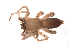  ( - BIOUG00635-B10)  @12 [ ] CC-0  G. Blagoev 2011 Unspecified