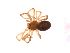  ( - BIOUG00635-C12)  @12 [ ] CC-0  G. Blagoev 2011 Unspecified