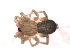  ( - BIOUG00635-D08)  @12 [ ] CC-0  G. Blagoev 2011 Unspecified
