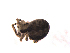  ( - BIOUG00635-F12)  @12 [ ] CC-0  G. Blagoev 2011 Unspecified