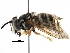  ( - BIOUG01498-D01)  @14 [ ] CreativeCommons - Attribution (2016) CBG Photography Group Centre for Biodiversity Genomics