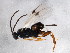  (Apanteles carpatus - BIOUG01631-B09)  @13 [ ] CreativeCommons - Attribution (2012) CBG Photography Group Centre for Biodiversity Genomics