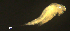  ( - BIOUG48555.B03)  @11 [ ] CreativeCommons  Attribution Non-Commercial Share-Alike  Jessica Schultz Centre for Biodiversity Genomics