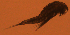  ( - BIOUG48555.C05)  @11 [ ] CreativeCommons  Attribution Non-Commercial Share-Alike  Jessica Schultz Centre for Biodiversity Genomics