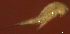  ( - BIOUG48555.C05)  @11 [ ] CreativeCommons  Attribution Non-Commercial Share-Alike  Jessica Schultz Centre for Biodiversity Genomics