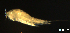  ( - BIOUG48555.D06)  @11 [ ] CreativeCommons  Attribution Non-Commercial Share-Alike  Jessica Schultz Centre for Biodiversity Genomics