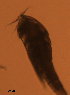  ( - BIOUG48555.D06)  @11 [ ] CreativeCommons  Attribution Non-Commercial Share-Alike  Jessica Schultz Centre for Biodiversity Genomics