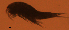  ( - BIOUG48555.E02)  @11 [ ] CreativeCommons  Attribution Non-Commercial Share-Alike  Jessica Schultz Centre for Biodiversity Genomics