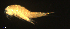  ( - BIOUG48555.E02)  @11 [ ] CreativeCommons  Attribution Non-Commercial Share-Alike  Jessica Schultz Centre for Biodiversity Genomics