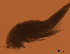  ( - CCDB-31231.E11)  @11 [ ] CreativeCommons  Attribution Non-Commercial Share-Alike  Jessica Schultz Centre for Biodiversity Genomics