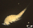  ( - CCDB-31231.E11)  @11 [ ] CreativeCommons  Attribution Non-Commercial Share-Alike  Jessica Schultz Centre for Biodiversity Genomics