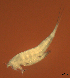  ( - CCDB-31231.F03)  @11 [ ] CreativeCommons  Attribution Non-Commercial Share-Alike  Jessica Schultz Centre for Biodiversity Genomics