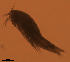  ( - CCDB-31231.G07)  @11 [ ] CreativeCommons  Attribution Non-Commercial Share-Alike  Jessica Schultz Centre for Biodiversity Genomics