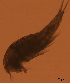  ( - CCDB-31231.H07)  @11 [ ] CreativeCommons  Attribution Non-Commercial Share-Alike  Jessica Schultz Centre for Biodiversity Genomics