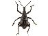  (Gymnopholus - BIOUG44550-A10)  @11 [ ] CreativeCommons - Attribution (2018) CBG Photography Group Centre for Biodiversity Genomics