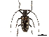  (Batocera laena - BIOUG44550-A12)  @11 [ ] CreativeCommons - Attribution (2018) CBG Photography Group Centre for Biodiversity Genomics