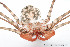  (Damon diadema - amplypygi01)  @11 [ ] CreativeCommons - Attribution (2017) Centre for Biodiversity Genomics Centre for Biodiversity Genomics
