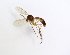  ( - TSZD-JKJ-102061)  @11 [ ] CreativeCommons - Attribution Non-Commercial Share-Alike (2016) Unspecified Tromsø University Museum