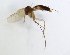  (Exechia rectiloba - TSZD-JKJ-102067)  @12 [ ] CreativeCommons - Attribution Non-Commercial Share-Alike (2016) Unspecified Tromsø University Museum