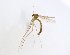  (Coelophthinia JKJ-JspA - TSZD-JKJ-102075)  @11 [ ] CreativeCommons - Attribution Non-Commercial Share-Alike (2016) Unspecified Tromsø University Museum
