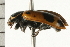  ( - CHU-MXC-034)  @12 [ ] CreativeCommons - Attribution (2009) Unspecified Centre for Biodiversity Genomics