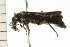  ( - CHU-MXC-043)  @12 [ ] CreativeCommons - Attribution (2009) Unspecified Centre for Biodiversity Genomics