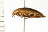  ( - CHU-MXC-076)  @13 [ ] CreativeCommons - Attribution (2009) Unspecified Centre for Biodiversity Genomics