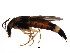  ( - BIOUG00874-G02)  @13 [ ] CreativeCommons - Attribution (2011) CBG Photography Group Centre for Biodiversity Genomics