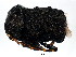  ( - BIOUG00971-H06)  @13 [ ] CreativeCommons - Attribution (2011) CBG Photography Group Centre for Biodiversity Genomics