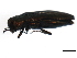  (Agrilus cuprescens - BIOUG00972-H05)  @12 [ ] CreativeCommons - Attribution (2011) CBG Photography Group Centre for Biodiversity Genomics