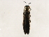  (Agrilus cephalicus - BIOUG00990-A06)  @13 [ ] CreativeCommons - Attribution (2011) CBG Photography Group Centre for Biodiversity Genomics