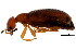  ( - BIOUG00993-D01)  @13 [ ] CreativeCommons - Attribution (2011) CBG Photography Group Centre for Biodiversity Genomics