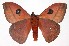  (Automeris argentifera argcostaricana - 02-SRNP-35097)  @14 [ ] CreativeCommons - Attribution Non-Commercial Share-Alike (2003) Unspecified Guanacaste Dry Forest Conservation Fund